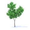 Fruit Trees 3D Models Collection - Volume 95 - Image 74