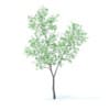 Fruit Trees 3D Models Collection - Volume 95 - Image 75