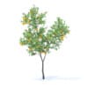 Fruit Trees 3D Models Collection - Volume 95 - Image 76