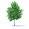 Fruit Trees 3D Models Collection - Volume 95 - Image 77