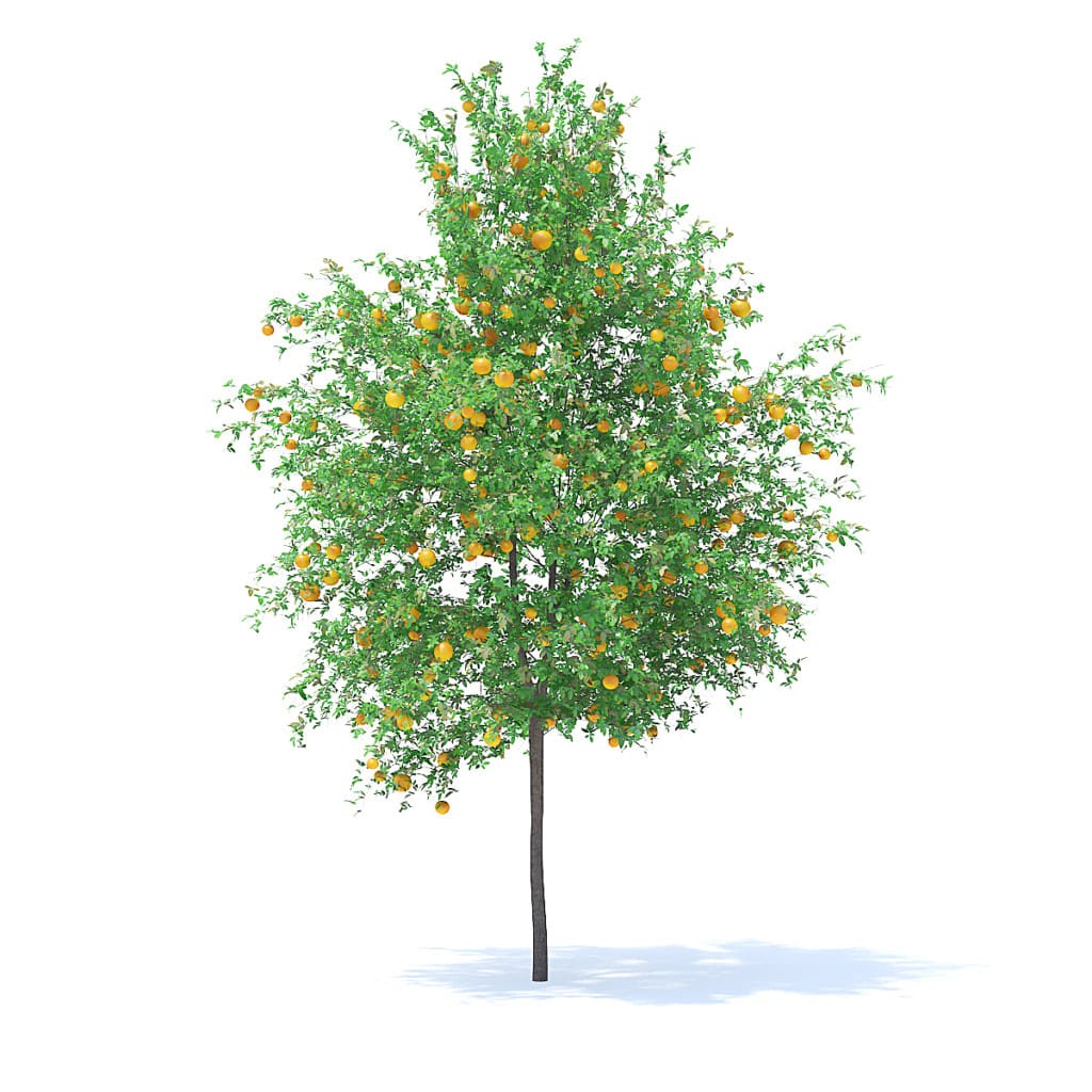 Orange Tree with Fruits 3D Model