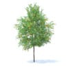 Fruit Trees 3D Models Collection - Volume 95 - Image 79