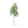 Apple Tree 3D Model 2.7m (9501) - Image 3