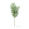 Apple Tree 3D Model 2.7m (9501) - Image 5