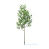 Apple Tree 3D Model 2.7m (9501) - Image 7