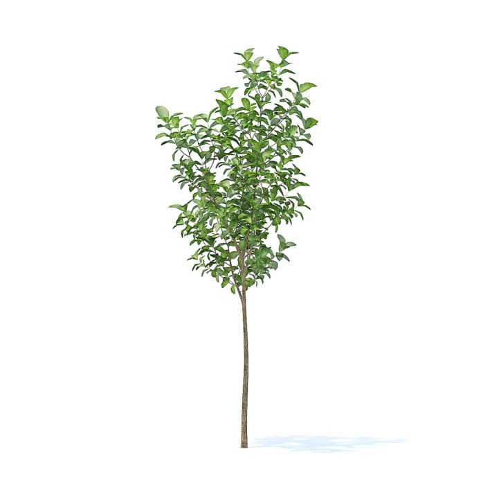 Apple Tree 3D Model 2.7m (9501)