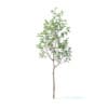 Apple Tree with Flowers 3D Model 2.7m (9502) - Image 3