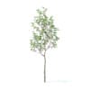 Apple Tree with Flowers 3D Model 2.7m (9502) - Image 7