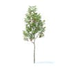 Apple Tree with Fruits 3D Model 2.7m (9503) - Image 6