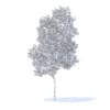 Apple Tree 3D Model 3.8m (9504) - Image 2