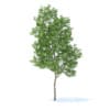 Apple Tree 3D Model 3.8m (9504) - Image 5