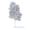 Apple Tree 3D Model 3.8m (9504) - Image 6