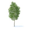 Apple Tree 3D Model 3.8m (9504) - Image 7