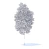 Apple Tree 3D Model 3.8m (9504) - Image 8