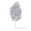 Apple Tree with Flowers 3D Model 3.8m (9505) - Image 4