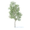 Apple Tree with Flowers 3D Model 3.8m (9505) - Image 5