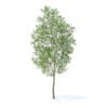 Apple Tree with Flowers 3D Model 3.8m (9505) - Image 7