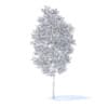 Apple Tree with Flowers 3D Model 3.8m (9505) - Image 8