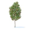 Apple Tree with Fruits 3D Model 3.8m (9506) - Image 3