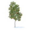 Apple Tree with Fruits 3D Model 3.8m (9506) - Image 5
