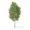 Apple Tree with Fruits 3D Model 3.8m (9506) - Image 7