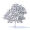 Apple Tree 3D Model 3.7m (9507) - Image 2