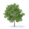 Apple Tree 3D Model 3.7m (9507) - Image 3