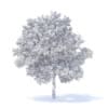 Apple Tree 3D Model 3.7m (9507) - Image 4