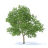 Apple Tree 3D Model 3.7m (9507) - Image 5