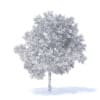Apple Tree 3D Model 3.7m (9507) - Image 8