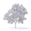 Apple Tree with Flowers 3D Model 3.7m (9508) - Image 2
