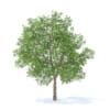 Apple Tree with Flowers 3D Model 3.7m (9508) - Image 3