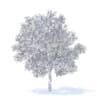 Apple Tree with Flowers 3D Model 3.7m (9508) - Image 4
