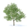 Apple Tree with Flowers 3D Model 3.7m (9508) - Image 5