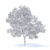 Apple Tree with Flowers 3D Model 3.7m (9508) - Image 6