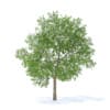 Apple Tree with Flowers 3D Model 3.7m (9508) - Image 7