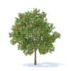 Apple Tree with Fruits 3D Model 3.7m (9509) - Image 3