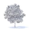 Apple Tree with Fruits 3D Model 3.7m (9509) - Image 4