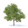 Apple Tree with Fruits 3D Model 3.7m (9509) - Image 5