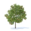 Apple Tree with Fruits 3D Model 3.7m (9509) - Image 7