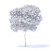Pear Tree 3D Model 2.4m (9510) - Image 2