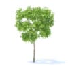 Pear Tree 3D Model 2.4m (9510) - Image 3