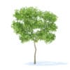 Pear Tree 3D Model 2.4m (9510) - Image 5