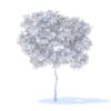 Pear Tree 3D Model 2.4m (9510) - Image 6