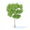 Pear Tree 3D Model 2.4m (9510) - Image 7