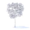 Pear Tree with Flowers 3D Model 2.4m (9511) - Image 4