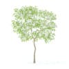 Pear Tree with Flowers 3D Model 2.4m (9511) - Image 5