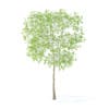 Pear Tree with Flowers 3D Model 2.4m (9511) - Image 7
