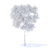 Pear Tree with Flowers 3D Model 2.4m (9511) - Image 8