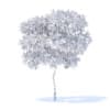 Pear Tree with Fruits 3D Model 2.4m (9512) - Image 2